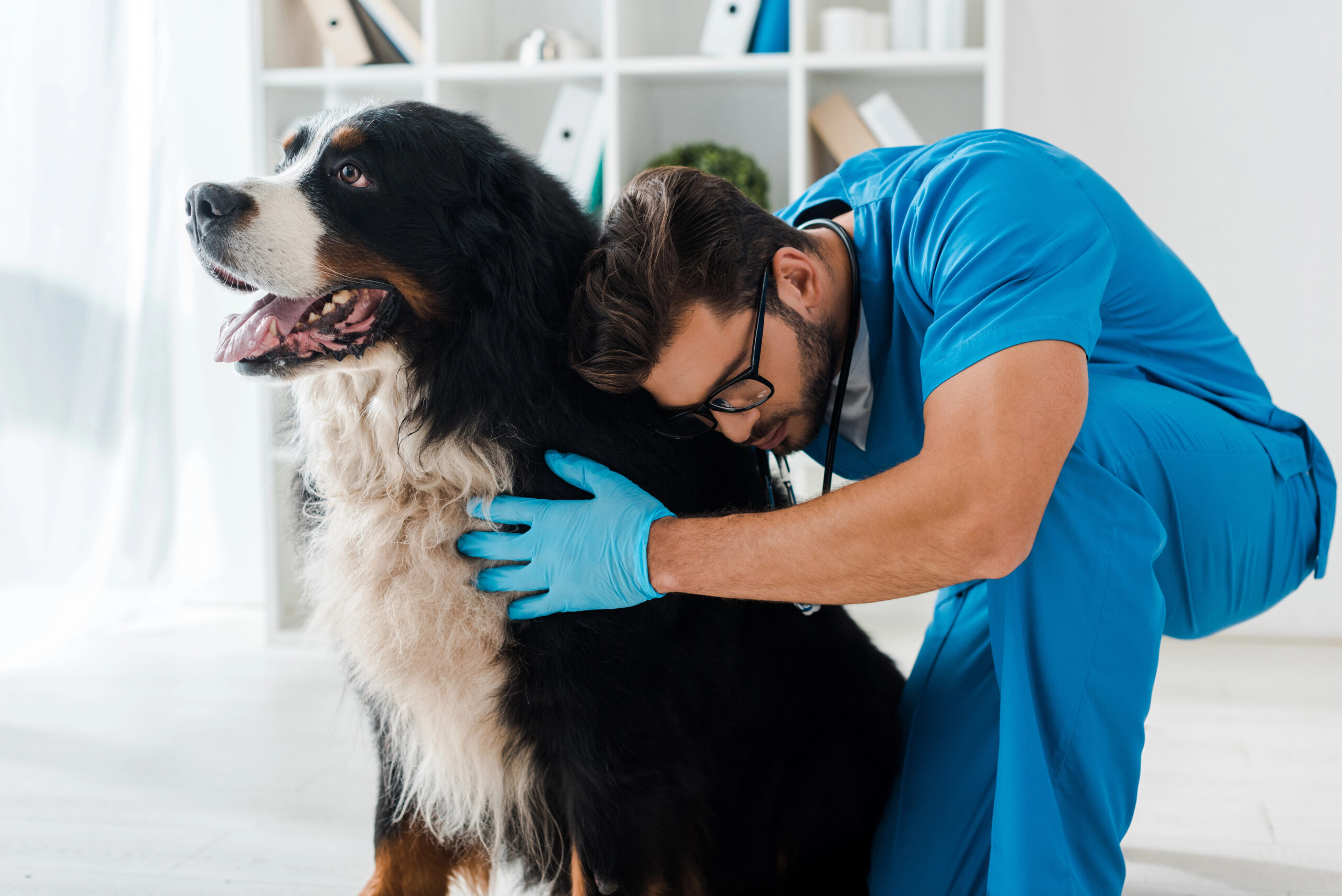 Seguros para mascotas en Orlando Florida